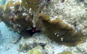 Great Star Coral - Montestrea cavernosa