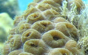 Great Star Coral - Montestrea cavernosa