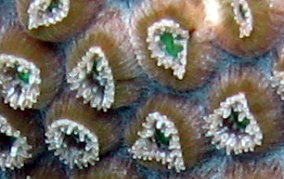 Great Star Coral - Montestrea cavernosa