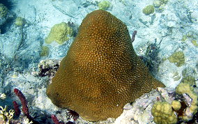 Great Star Coral - Montestrea cavernosa