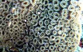 Great Star Coral - Montestrea cavernosa