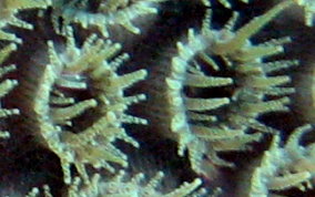 Great Star Coral - Montestrea cavernosa