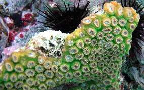 Great Star Coral - Montestrea cavernosa