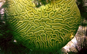 Grooved Brain Coral - Diploria labyrinthiformis