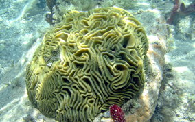 Grooved Brain Coral - Diploria labyrinthiformis