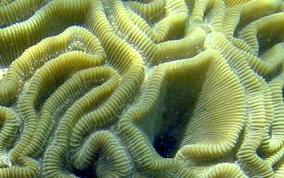 Grooved Brain Coral - Diploria labyrinthiformis