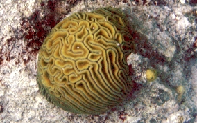 Grooved Brain Coral - Diploria labyrinthiformis