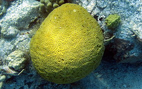 Grooved Brain Coral - Diploria labyrinthiformis