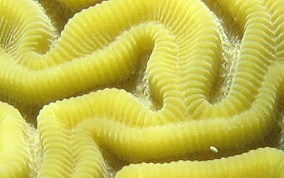 Grooved Brain Coral - Diploria labyrinthiformis