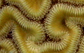 Grooved Brain Coral - Diploria labyrinthiformis