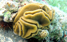 Grooved Brain Coral - Diploria labyrinthiformis