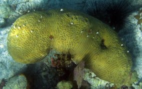 Grooved Brain Coral - Diploria labyrinthiformis