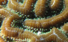 Knobby Brain Coral - Diploria clivosa