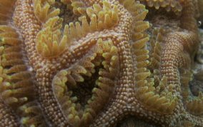 Knobby Brain Coral - Diploria clivosa