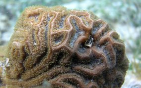 Knobby Brain Coral - Diploria clivosa