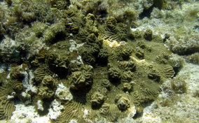 Knobby Brain Coral - Diploria clivosa