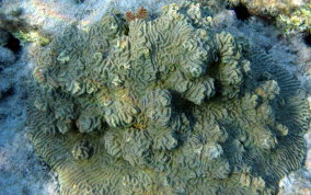 Knobby Brain Coral - Diploria clivosa