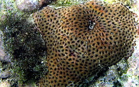 Lesser Starlet Coral - Siderastrea radians