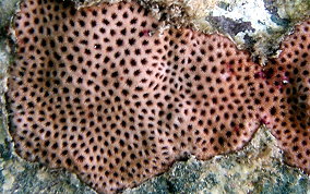 Lesser Starlet Coral - Siderastrea radians