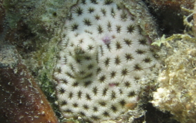 Lesser Starlet Coral