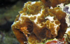 Lettuce Coral - Agaricia spp. 