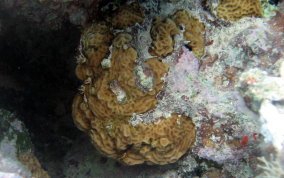 Lettuce Coral - Agaricia spp. 