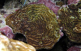 Lettuce Coral - Agaricia spp. 