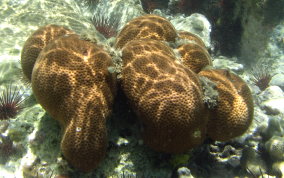 Massive Starlet Coral - Siderastrea siderea