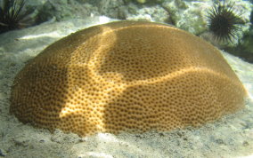 Massive Starlet Coral - Siderastrea siderea