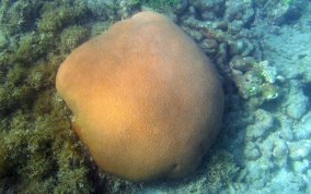 Massive Starlet Coral - Siderastrea siderea