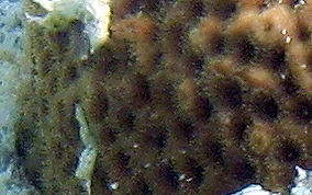 Massive Starlet Coral - Siderastrea siderea