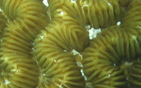 Maze Coral - Meandrina meandrites