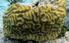 Maze Coral - Meandrina meandrites