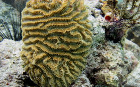 Maze Coral - Meandrina meandrites