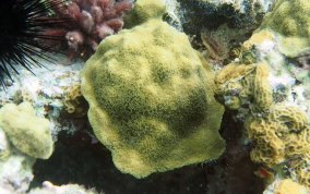 Mustard Hill Coral - Porites astreoides