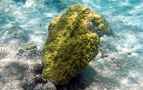 Mustard Hill Coral - Porites astreoides