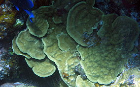 Mustard Hill Coral - Porites astreoides