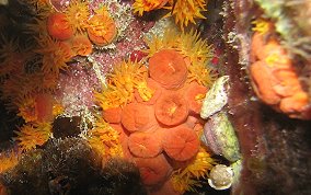 Orange Cup Coral -  Tubastraea coccinea 