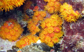 Orange Cup Coral -  Tubastraea coccinea 