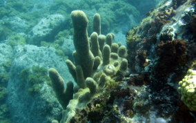 Pillar Coral - Dendrogyra cylindrus