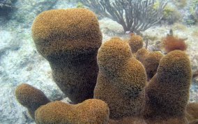 Pillar Coral - Dendrogyra cylindrus