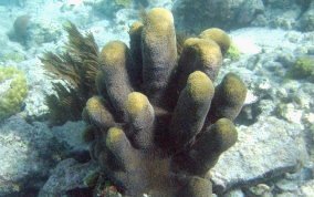 Pillar Coral - Dendrogyra cylindrus