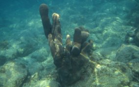 Pillar Coral - Dendrogyra cylindrus