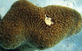 Pillar Coral - Dendrogyra cylindrus