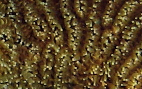 Pillar Coral - Dendrogyra cylindrus