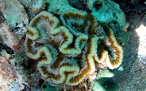 Rose Coral - Manicina areolata