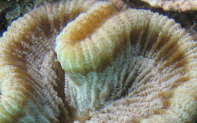 Rose Coral - Manicina areolata