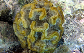 Rose Coral - Manicina areolata