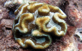 Rose Coral - Manicina areolata