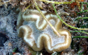 Rose Coral - Manicina areolata